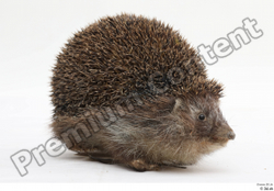  Hedgehog - Erinaceus europaeus # 3 